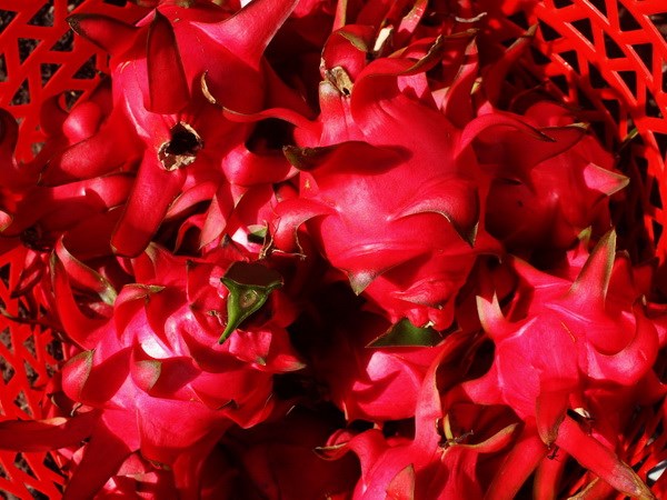 Another Tra Vinh cooperative sells dragon fruits to US